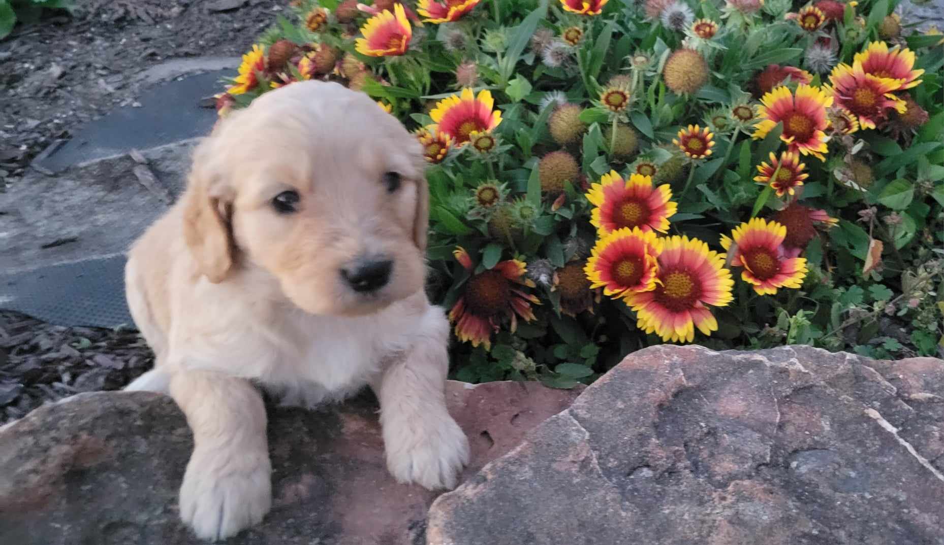 puppy, for, sale, Poodle Standard/Golden Retriever, Lana  Arnall, dog, breeder, Hartville, MO, dog-breeder, puppy-for-sale, forsale, nearby, find, puppyfind, locator, puppylocator, aca